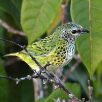 Spotted Tanager
